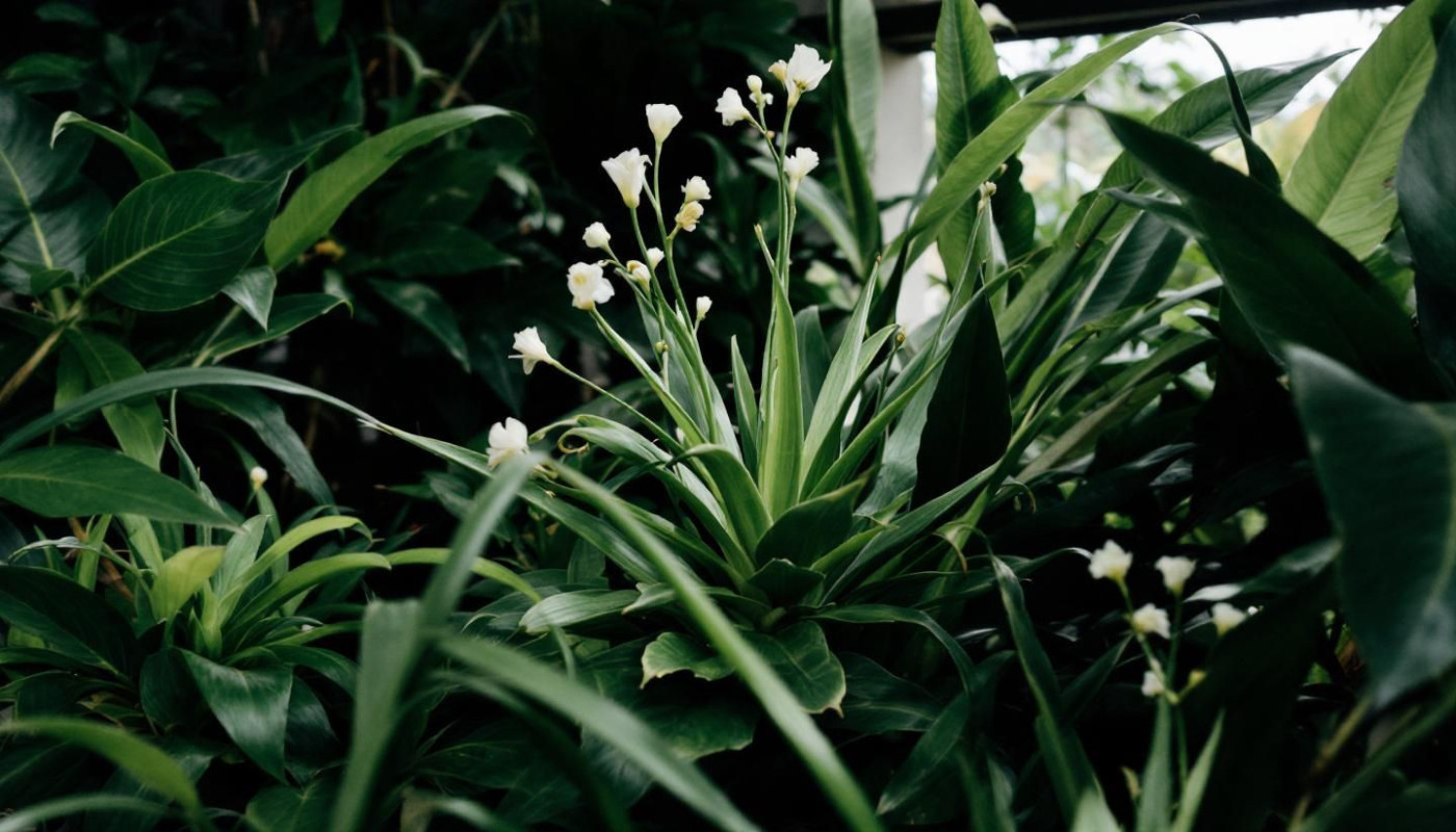 Choisir les meilleures plantes d'intérieur pour une ambiance zen ?